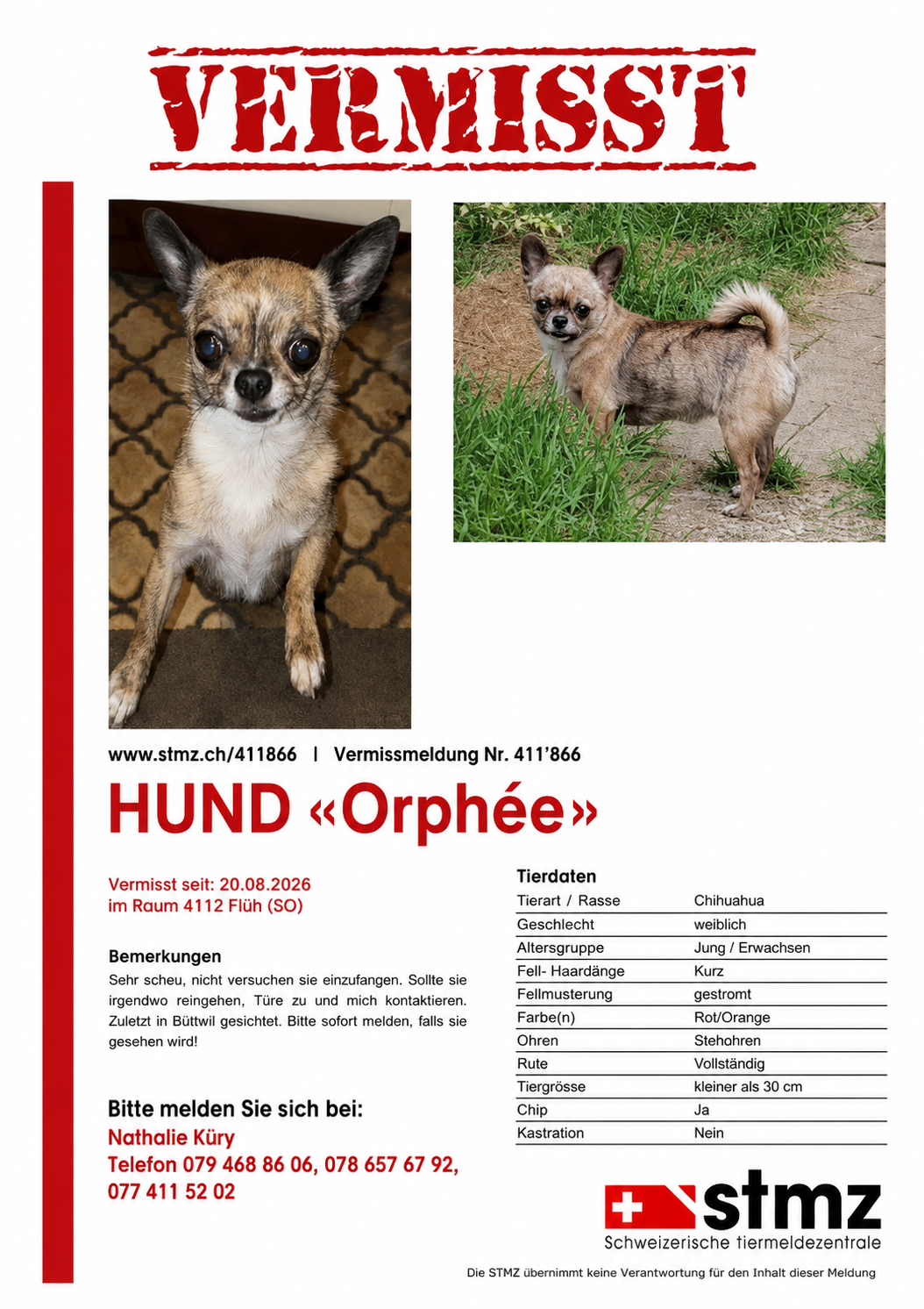 Chihuahua-Hündin Orphée wird vermisst seit 20.08.26