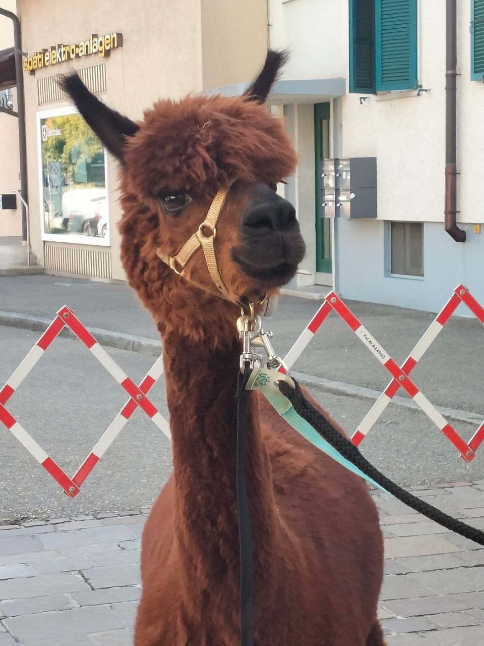 Niedliche Tiere im Dorfzentrum