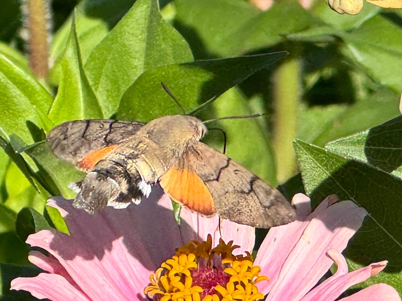 Taubenschwänzchen