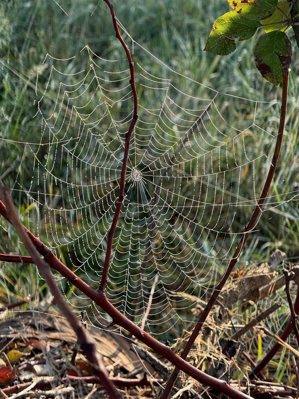 Altweibersommer