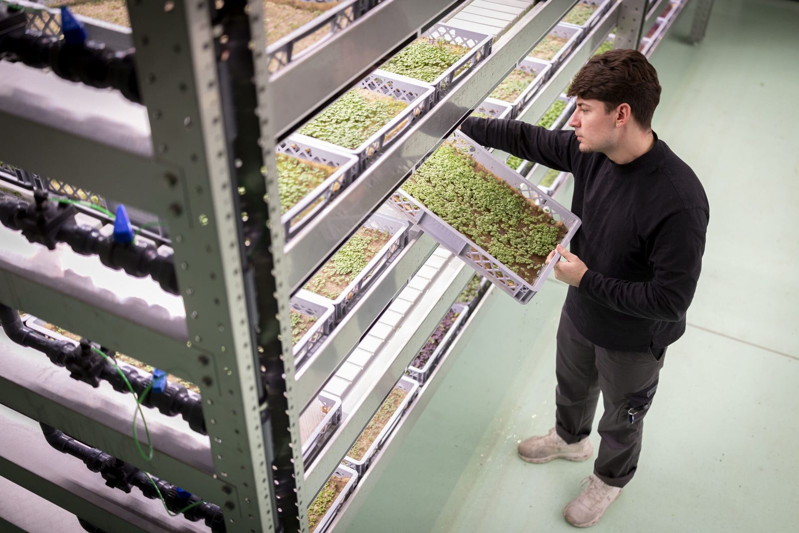 Besichtigung Umami Microgreens in Illnau