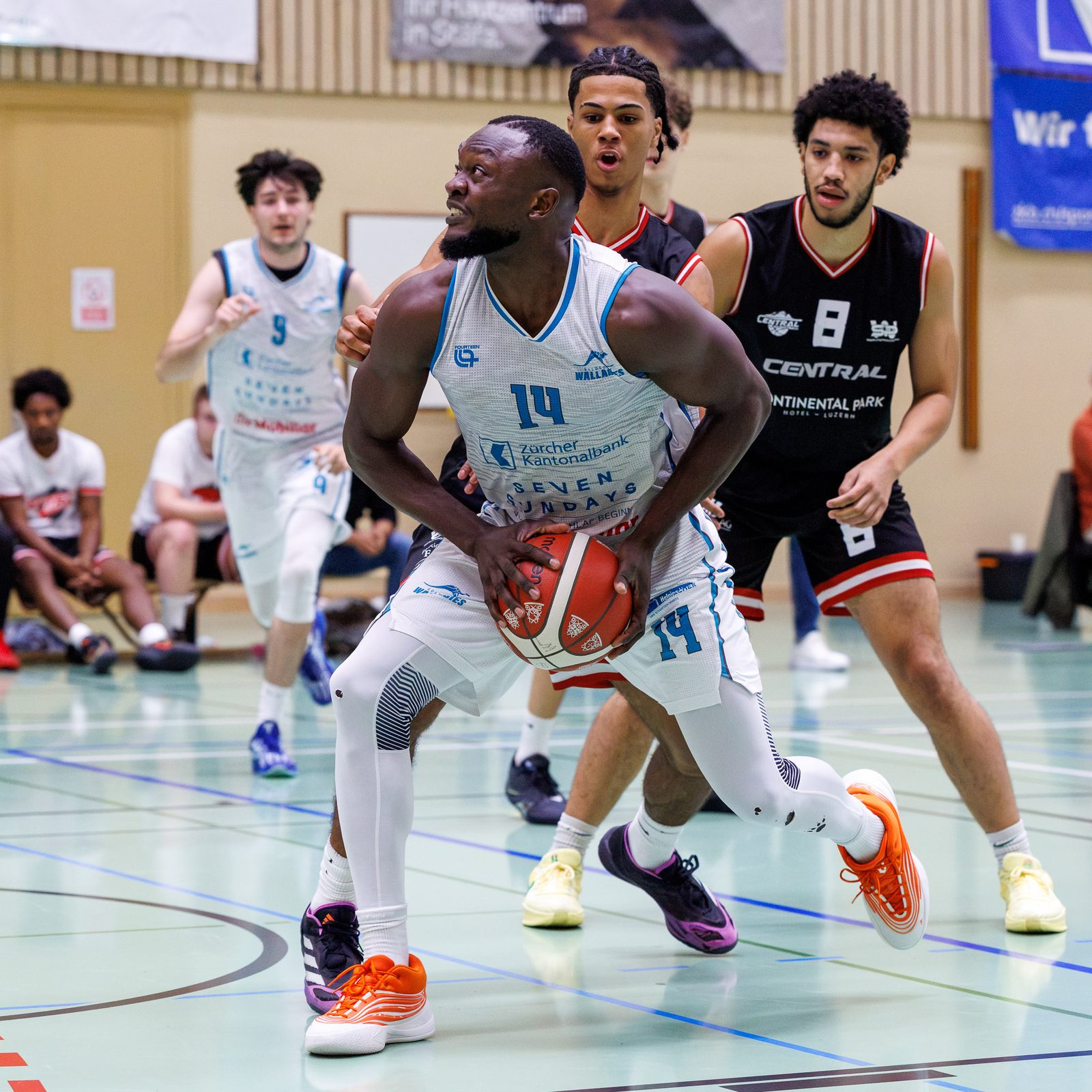 Basketball: Wallabies empfangen Basel im Cup-Kracher